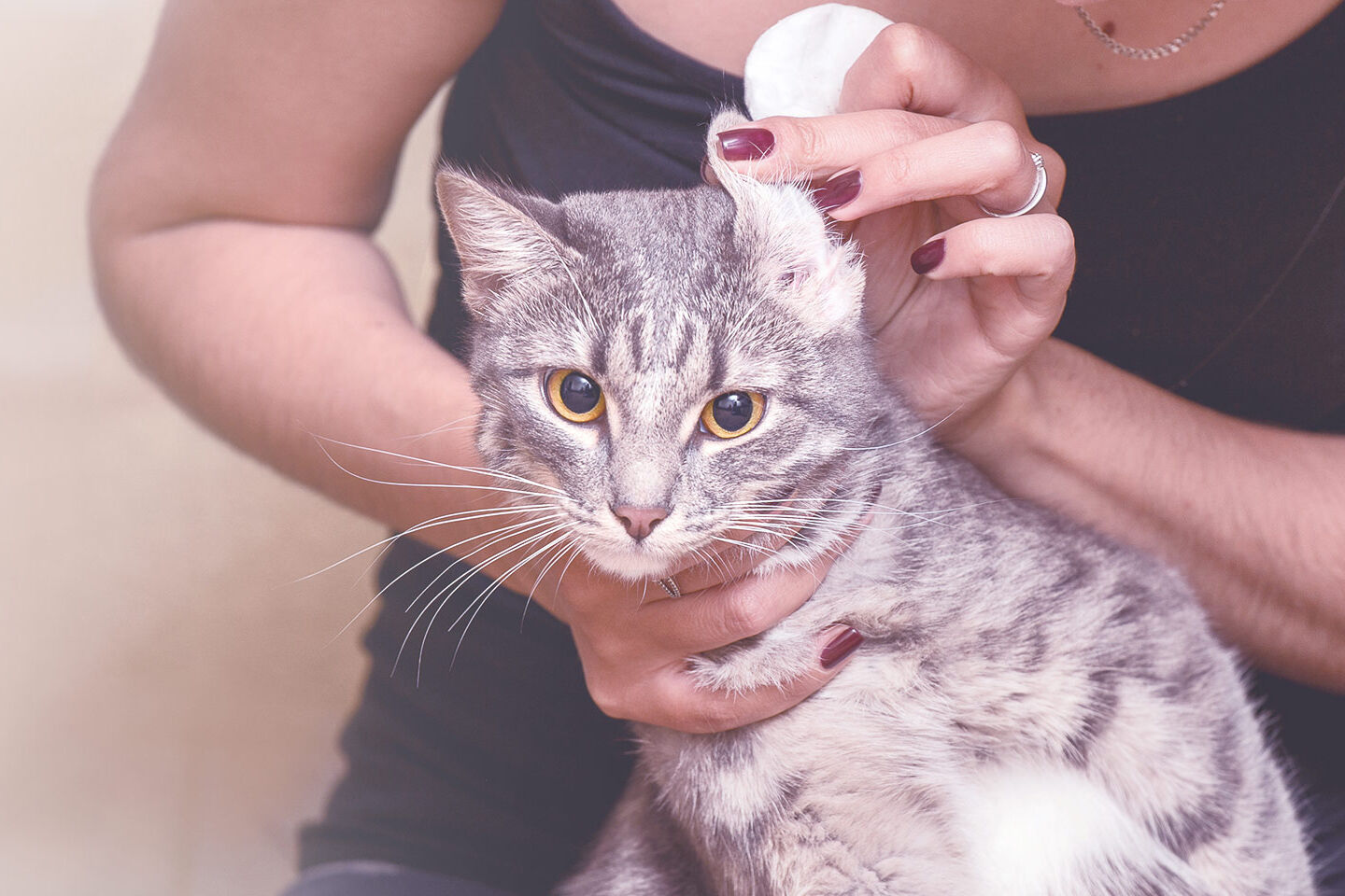Frau überprüft die Ohrengesundheit ihrer Katze macht die Ohren mit einem Wattepad sauber