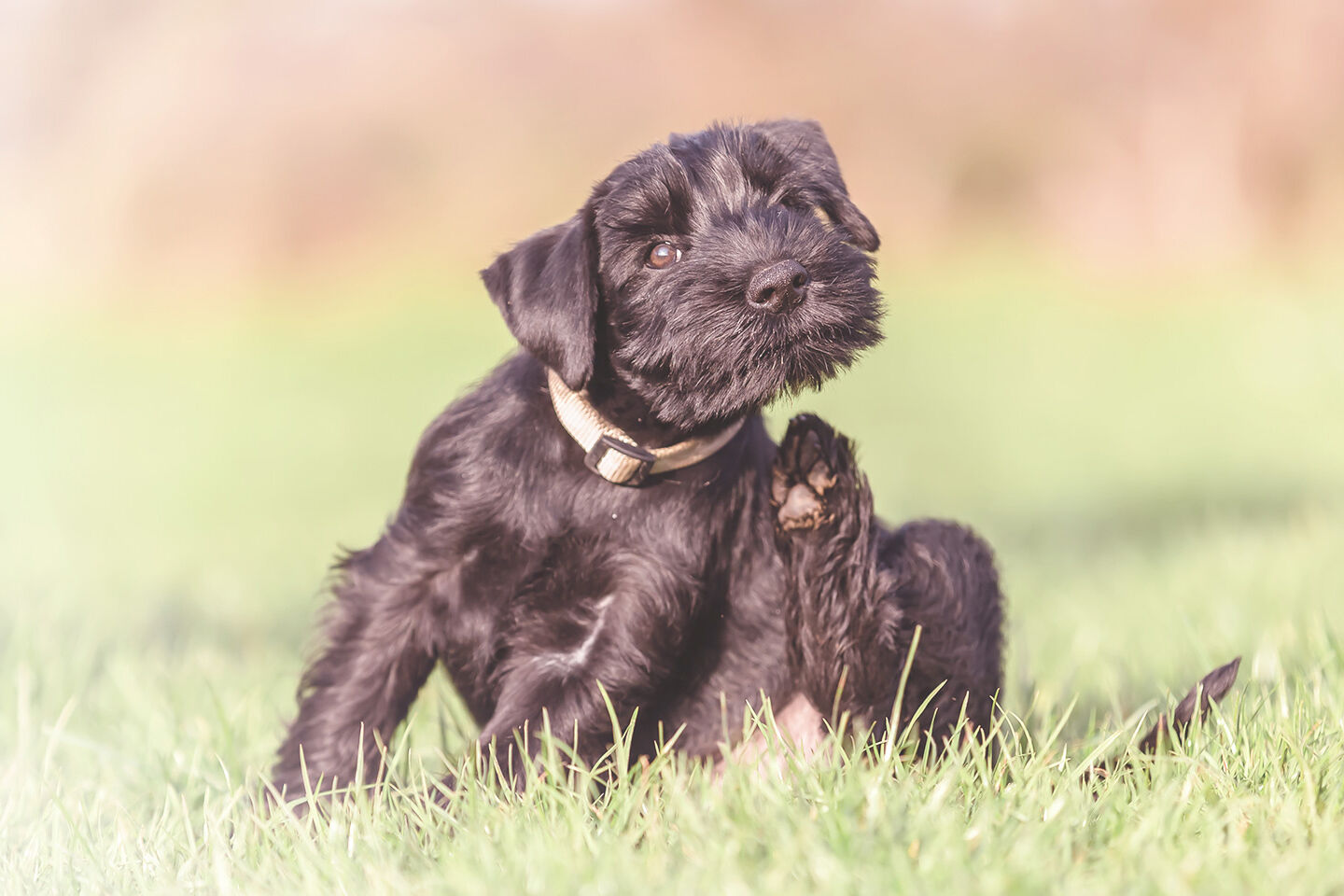 Ein kleiner schwarzer Hund kratzt sich auf der grünen Wiese am Hals