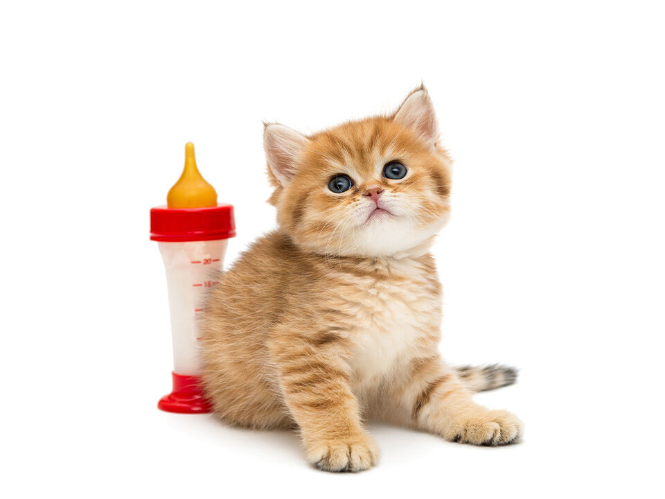 Rotes Kitten neben einer Kittenmilch in einer kleinen roten Aufzuchtflasche