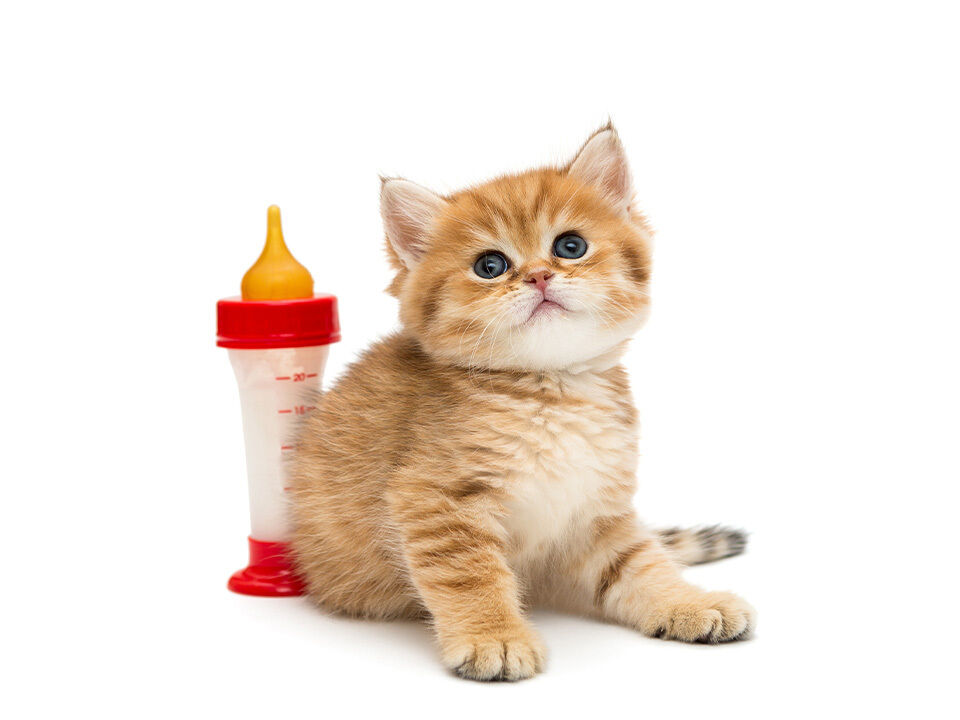 Rotes Kitten neben einer Kittenmilch in einer kleinen roten Aufzuchtflasche