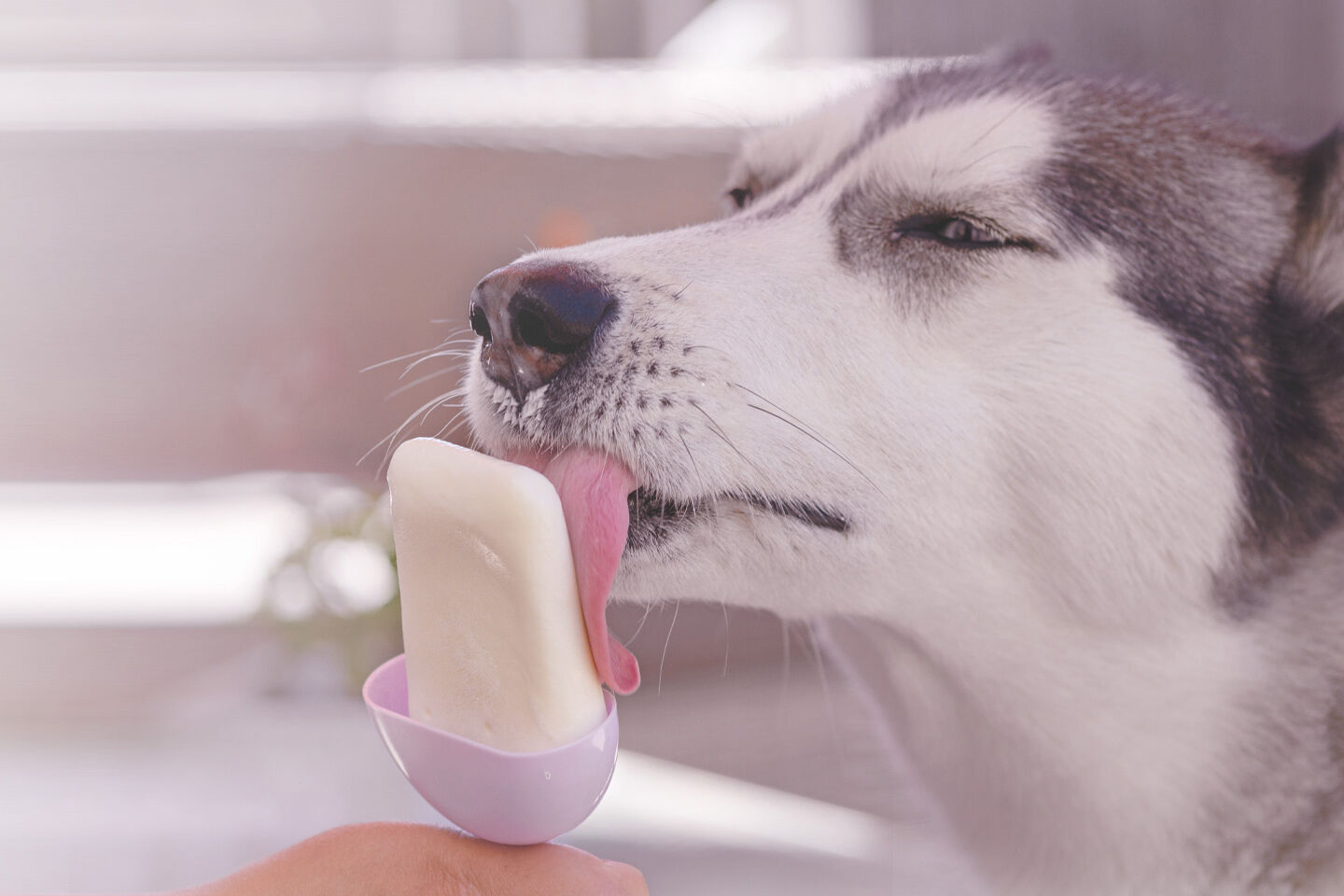 Ein Husky schleckt genüsslich an einem selbstgemachten Hundeeis