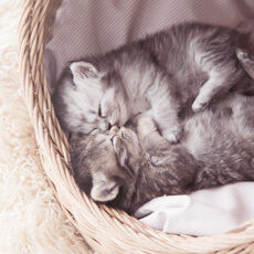 Zwei Kitten liegen eng aneinander in einem Korb.