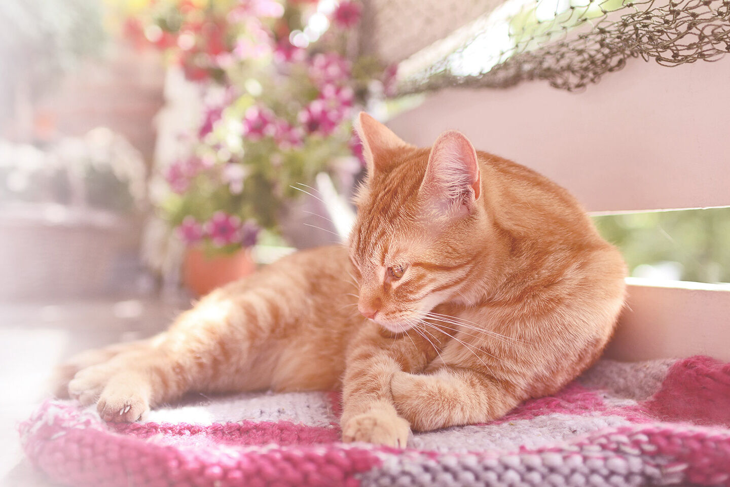 Rote Katze liegt entspannt auf einer Decke; blühende Pflanzen im Hintergrund, warmes Sonnenlicht trifft auf die Szene, schafft eine gemütliche Atmosphäre. Produktverbindung: Happycat unterstützt tierische Wohlfühlmomente.