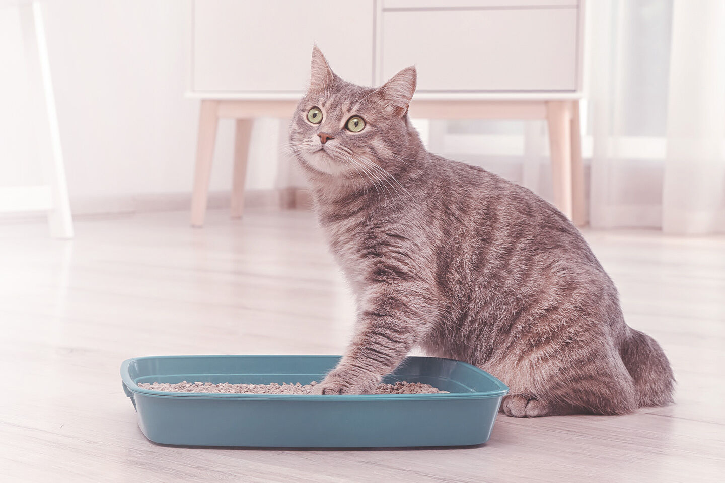 Katze scharrt mit der Pfote im Katzenklo