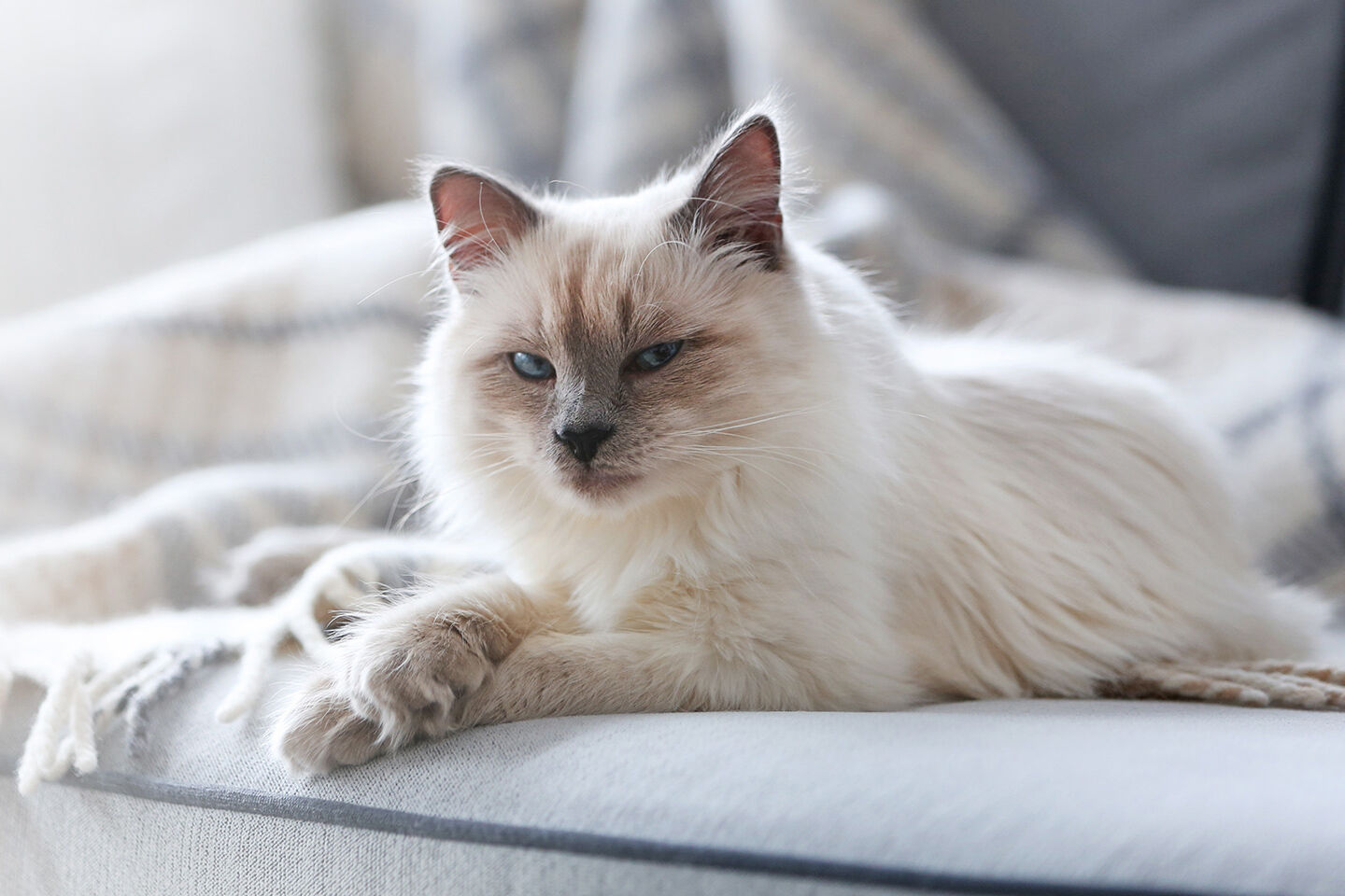 Hübsche Rassekatze liegt entspannt auf dem Bett mit halb geschlossenen Augen