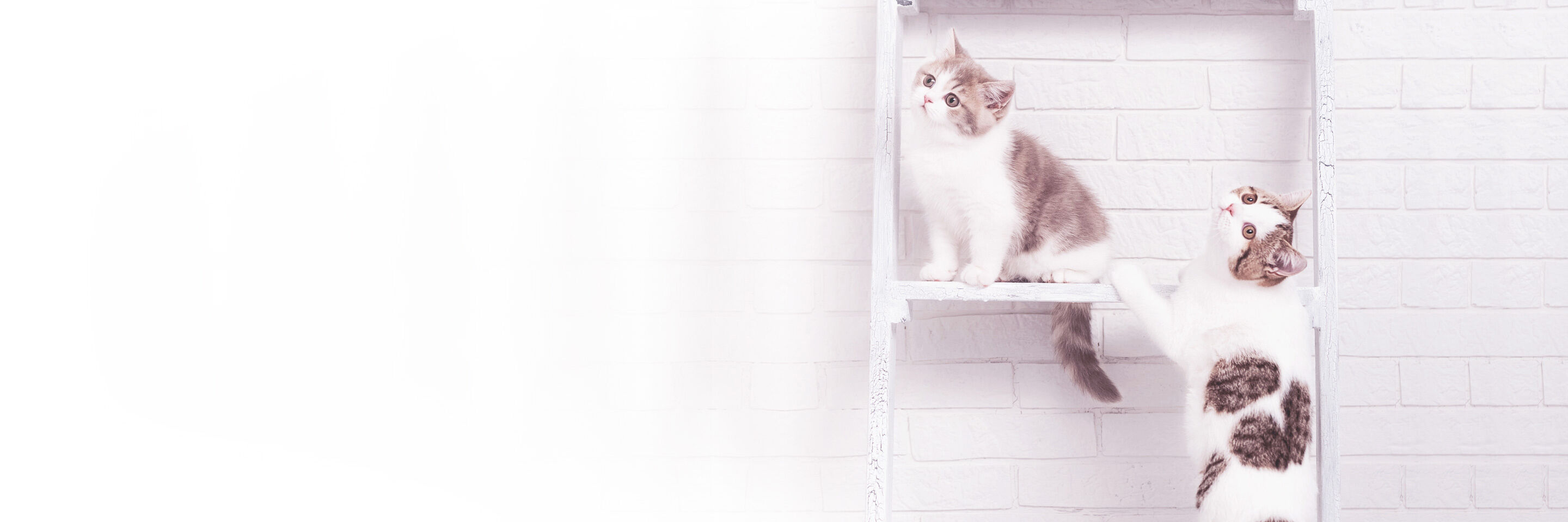 Zwei Katzen klettern auf einem selbstgebauten Catwalk