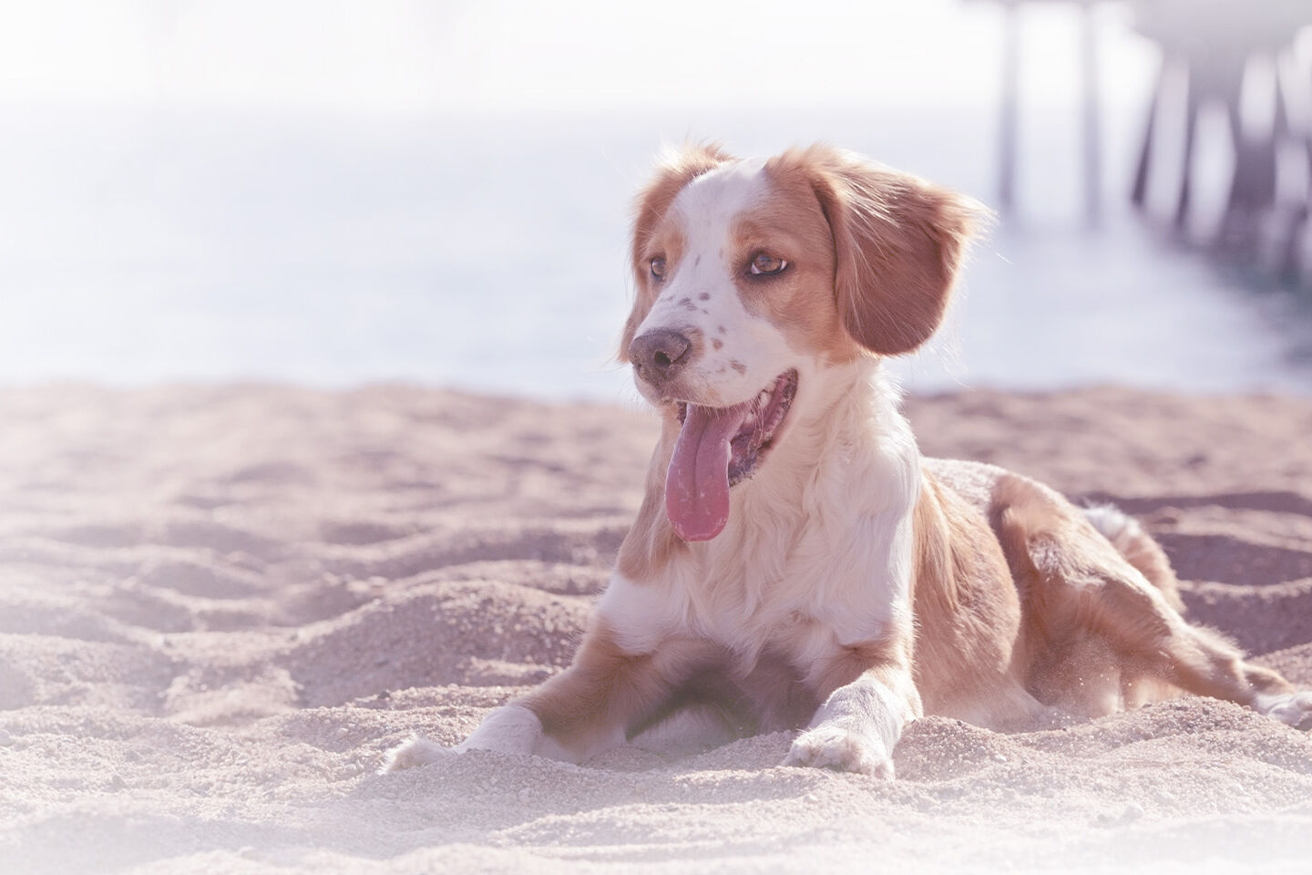 Ein weiß brauner Hund liegt am Sandstrand.