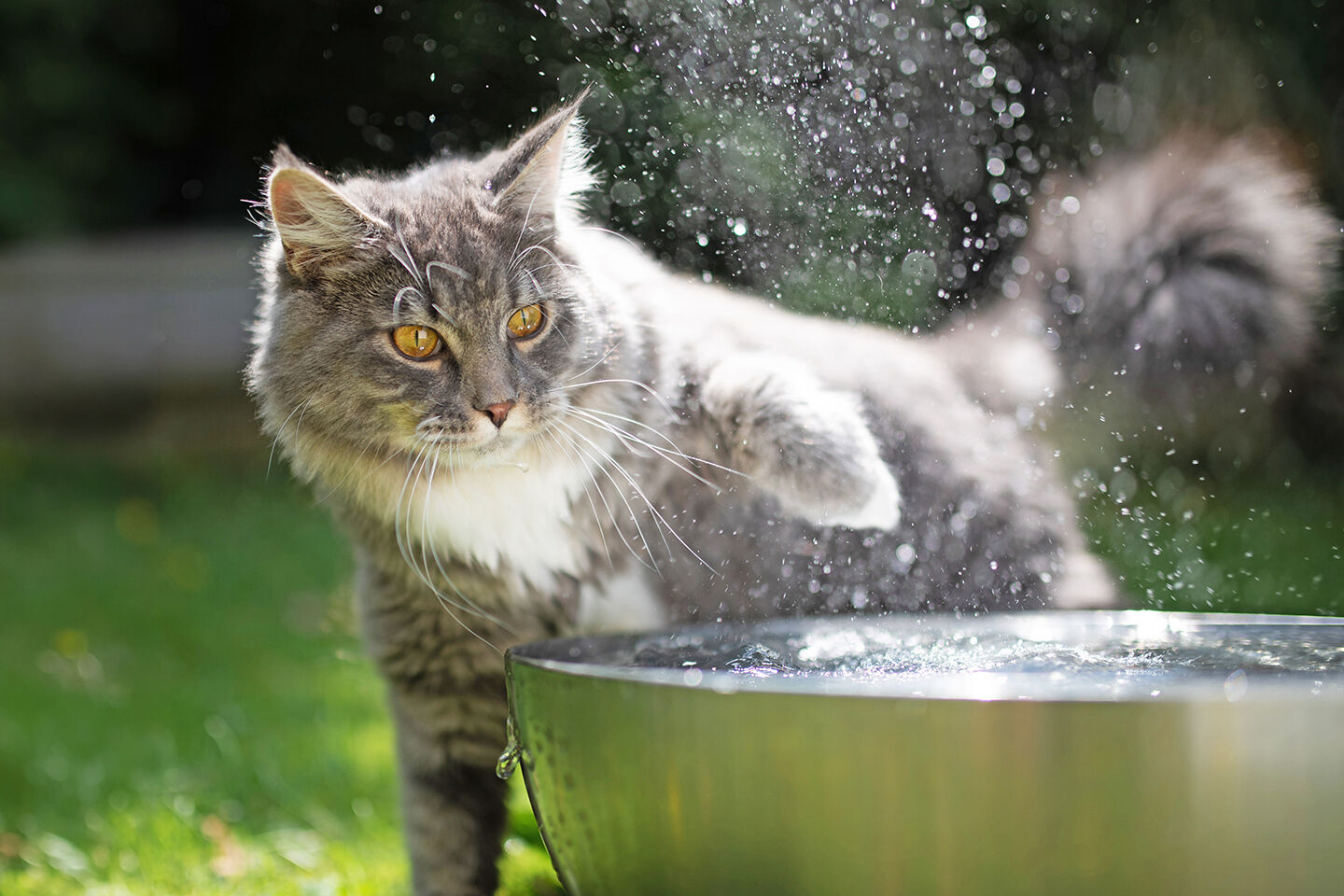 Eine Katze taucht ihre Pfote in eine Schüssel voller Wasser.