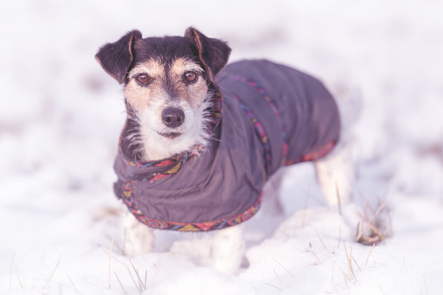 Ein kleiner Hund hat einen Mantel an und steht im Schnee.