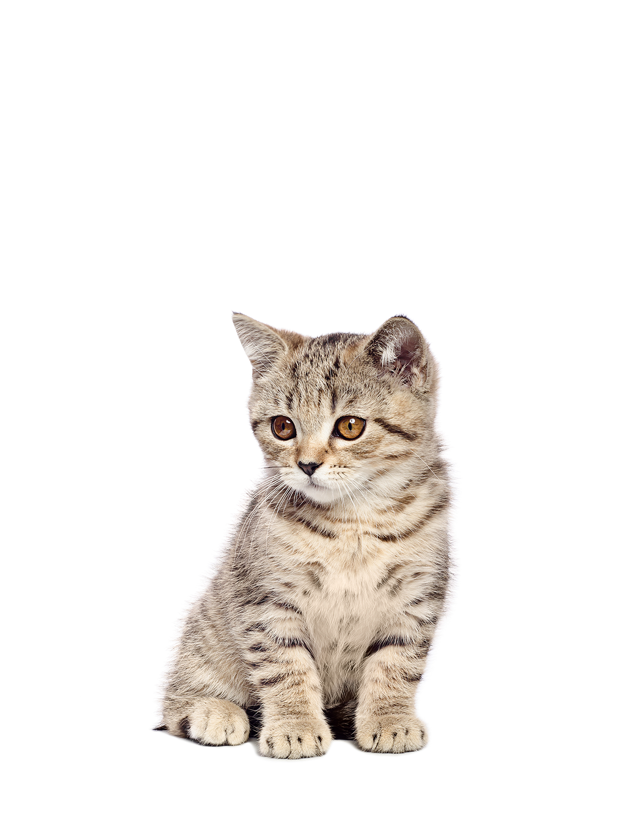 Eine kleine, gestreifte Katze sitzt ruhig auf einem weißen Hintergrund. Sie sieht aufmerksam nach vorne.