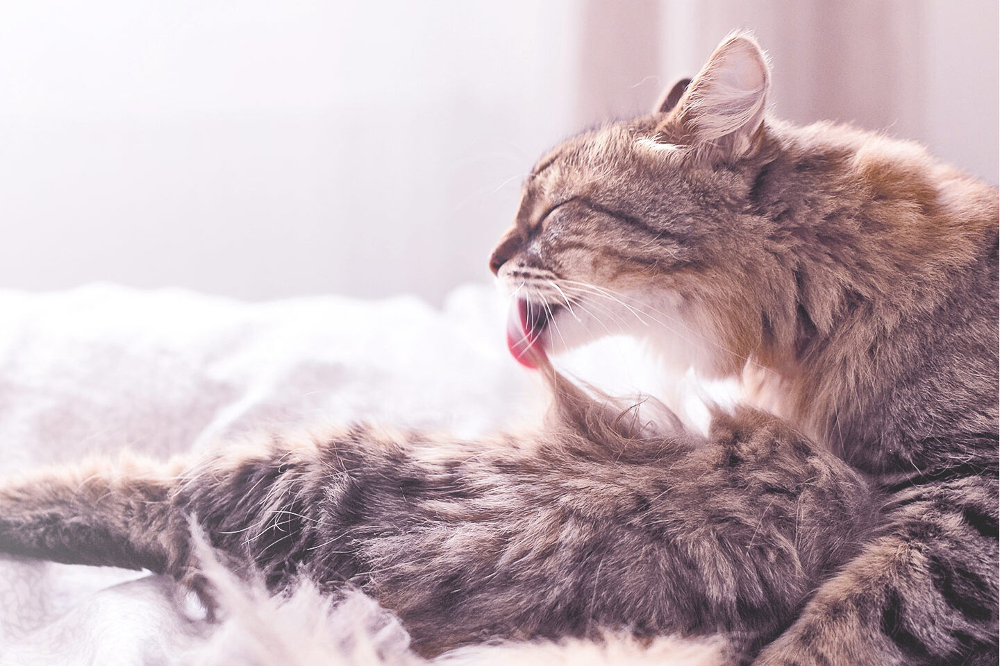 Langhaarkatze putzt mit der Zunge ihr Fell