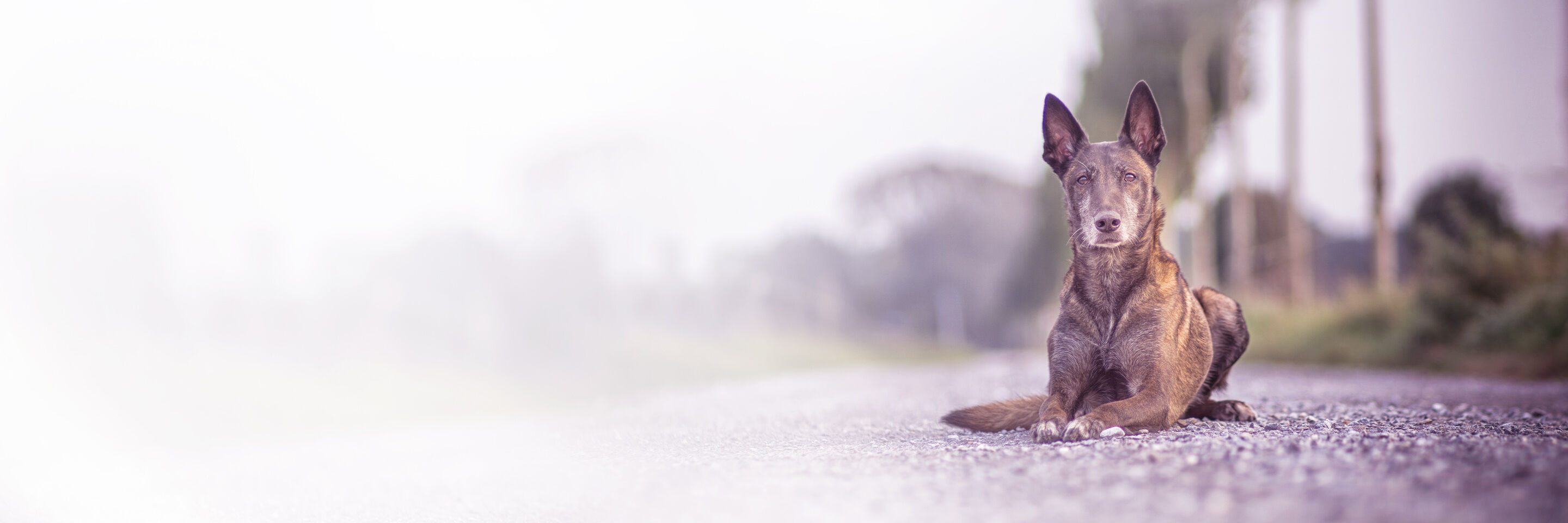 Ein Hund liegt auf einer Straße und blickt in die Ferne.