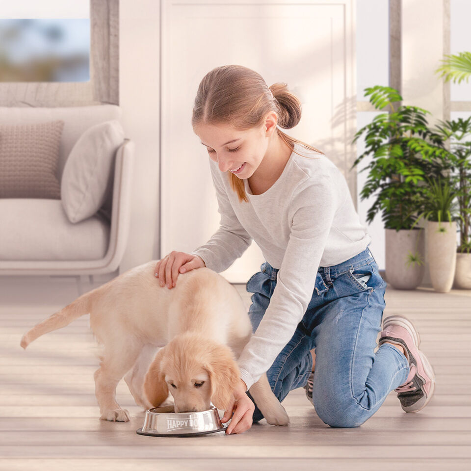 Ein kleiner Hund bekommt Futter von einem Mädchen serviert.
