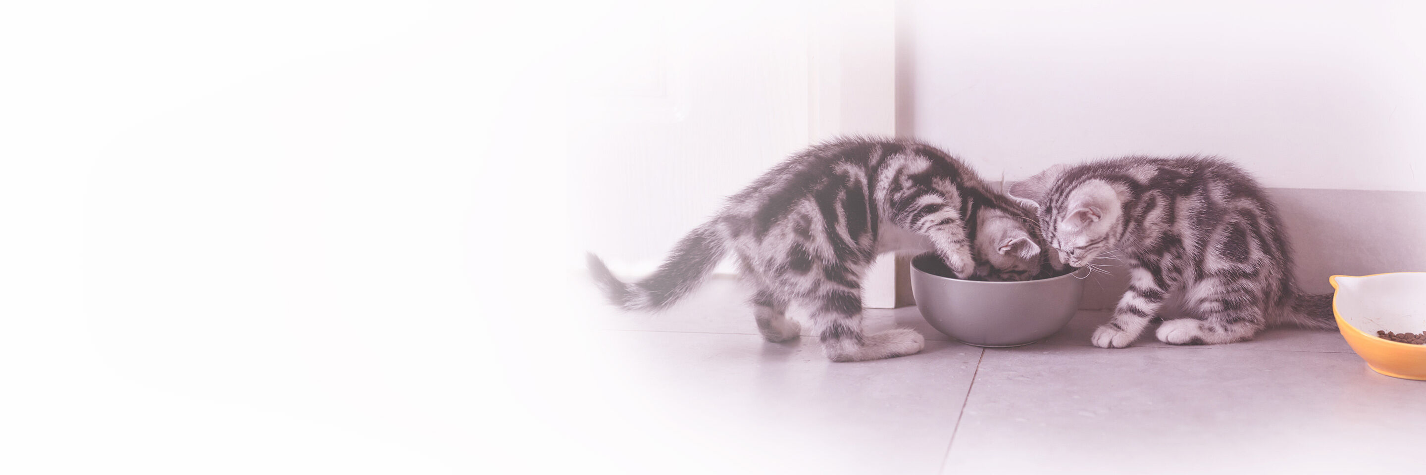 Zwei Kitten fressen gierig aus einem Napf