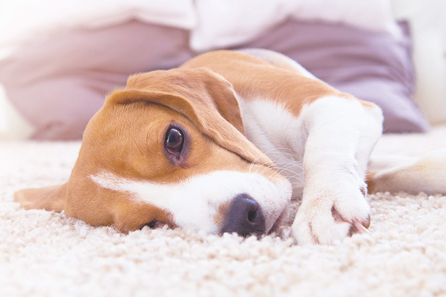 Ein Beagle liegt völlig erschöpft auf einem weißen Teppich am Boden