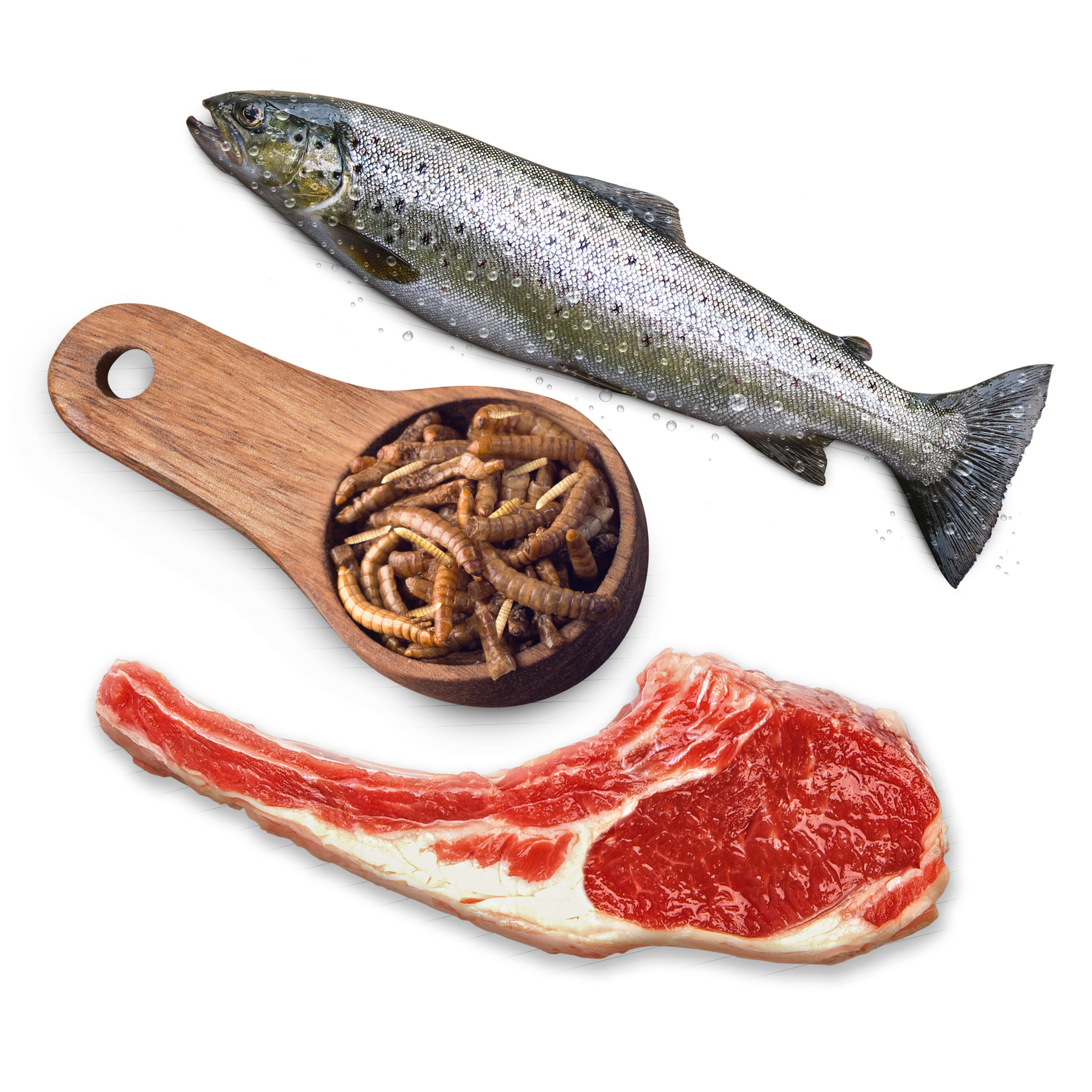 Ein Fisch liegt neben Insekten und einem Stück Fleisch.