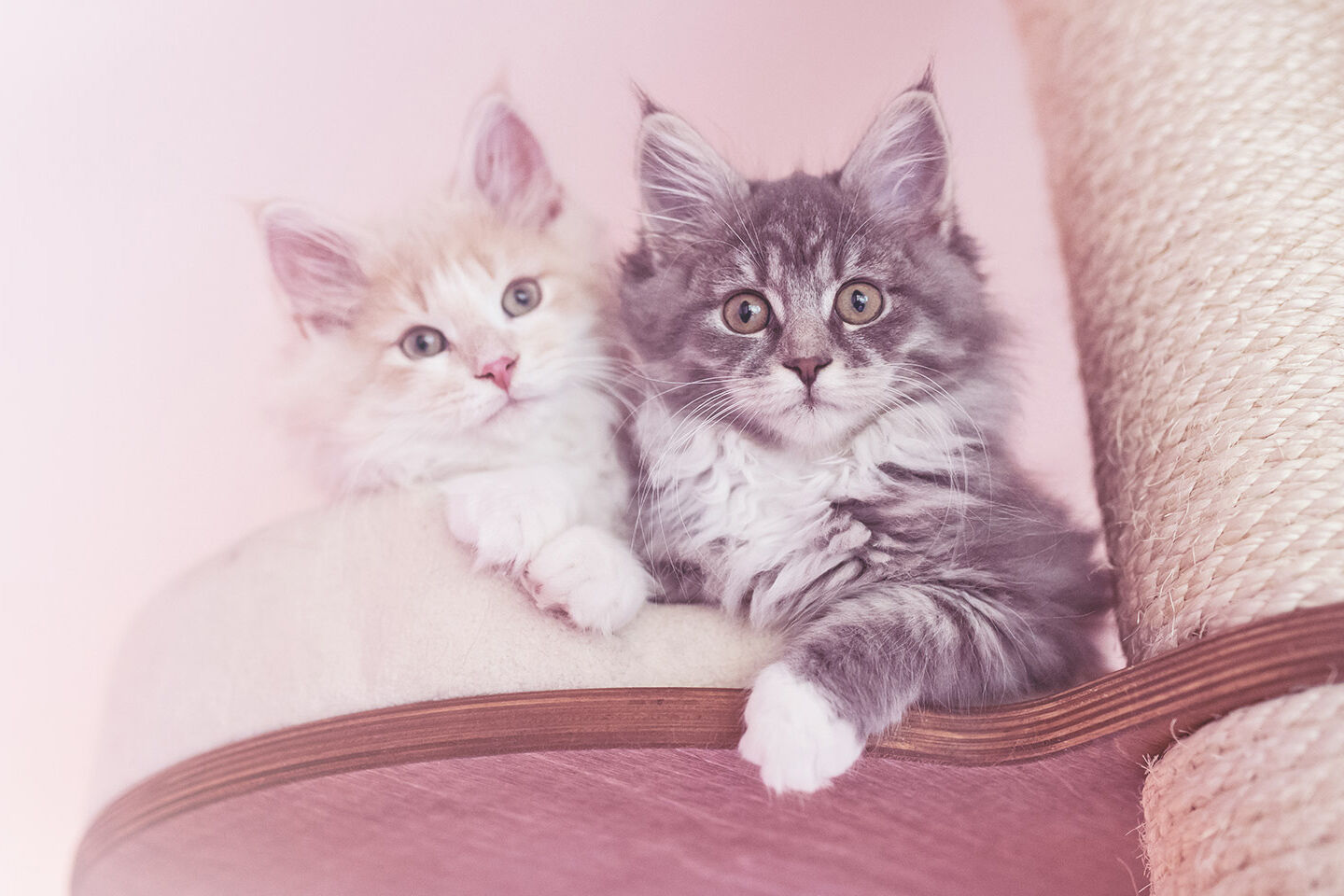 Zwei Kitten sitzen auf einem Kratzbaum und schauen interessiert nach unten