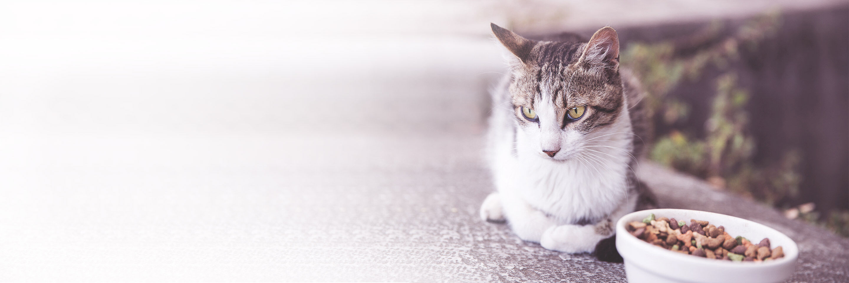 Katze sitzt vor voller Futterschale und frisst nicht