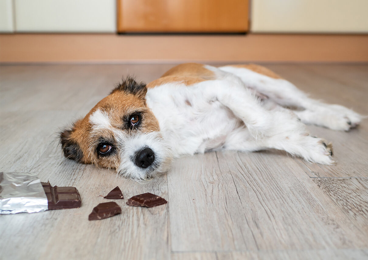 Ein Hund hat Schokolade gefressen und liegt jetzt mit Magenschmerzen am Boden