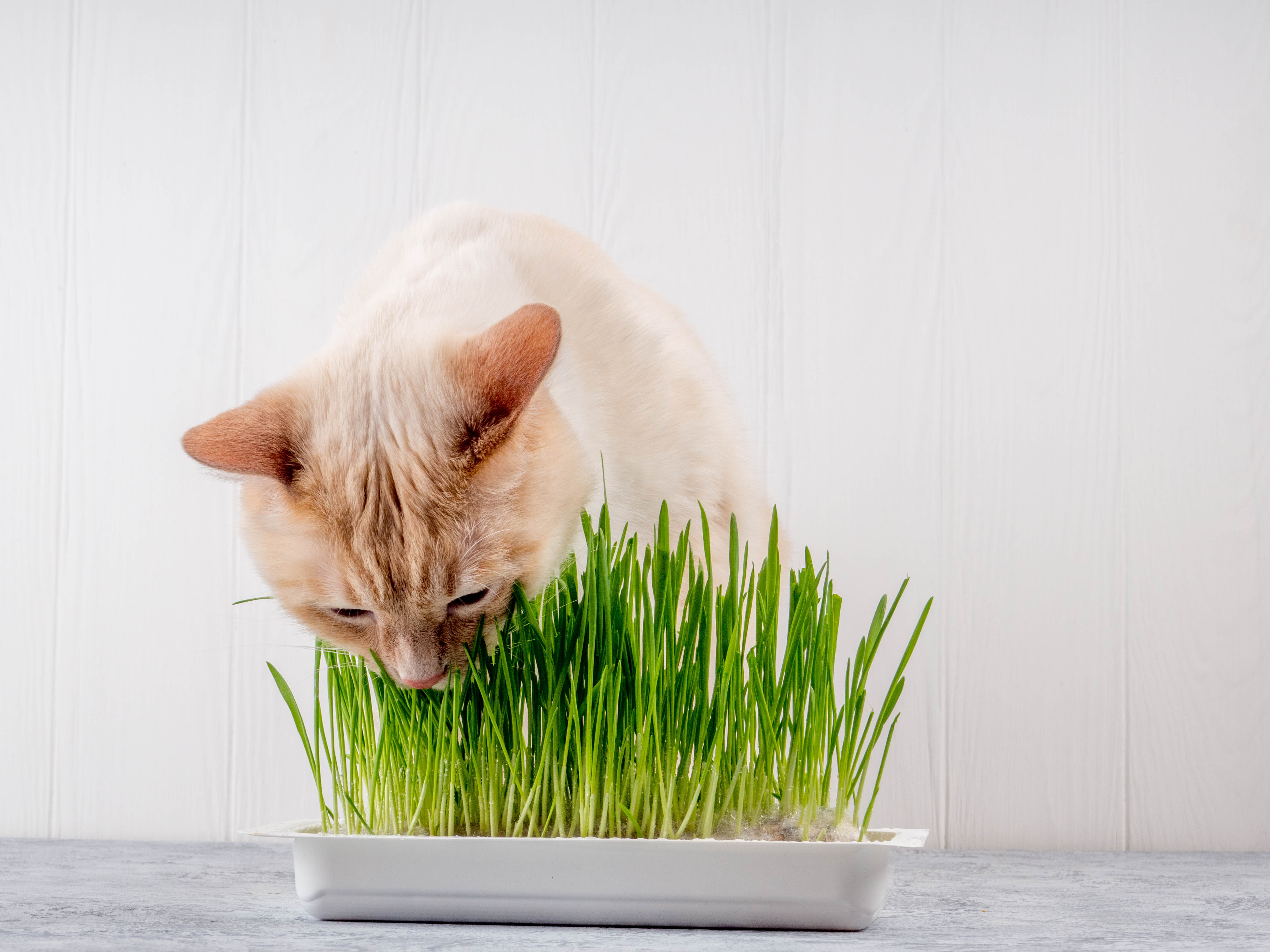 Beige Katze frisst Katzengras
