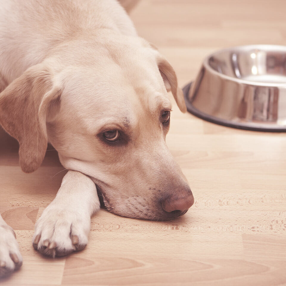 Ein hungriger Hund liegt neben einem leeren Hundenapf.