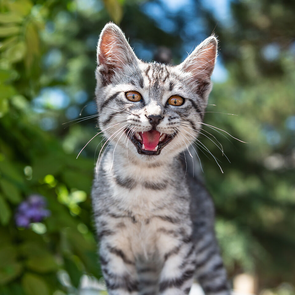 Eine Katze faucht in die Kamera im Freien.