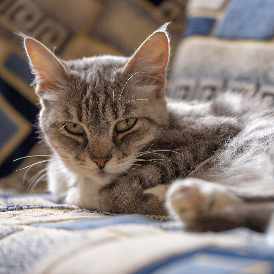 Eine kranke Katze liegt auf einer Decke