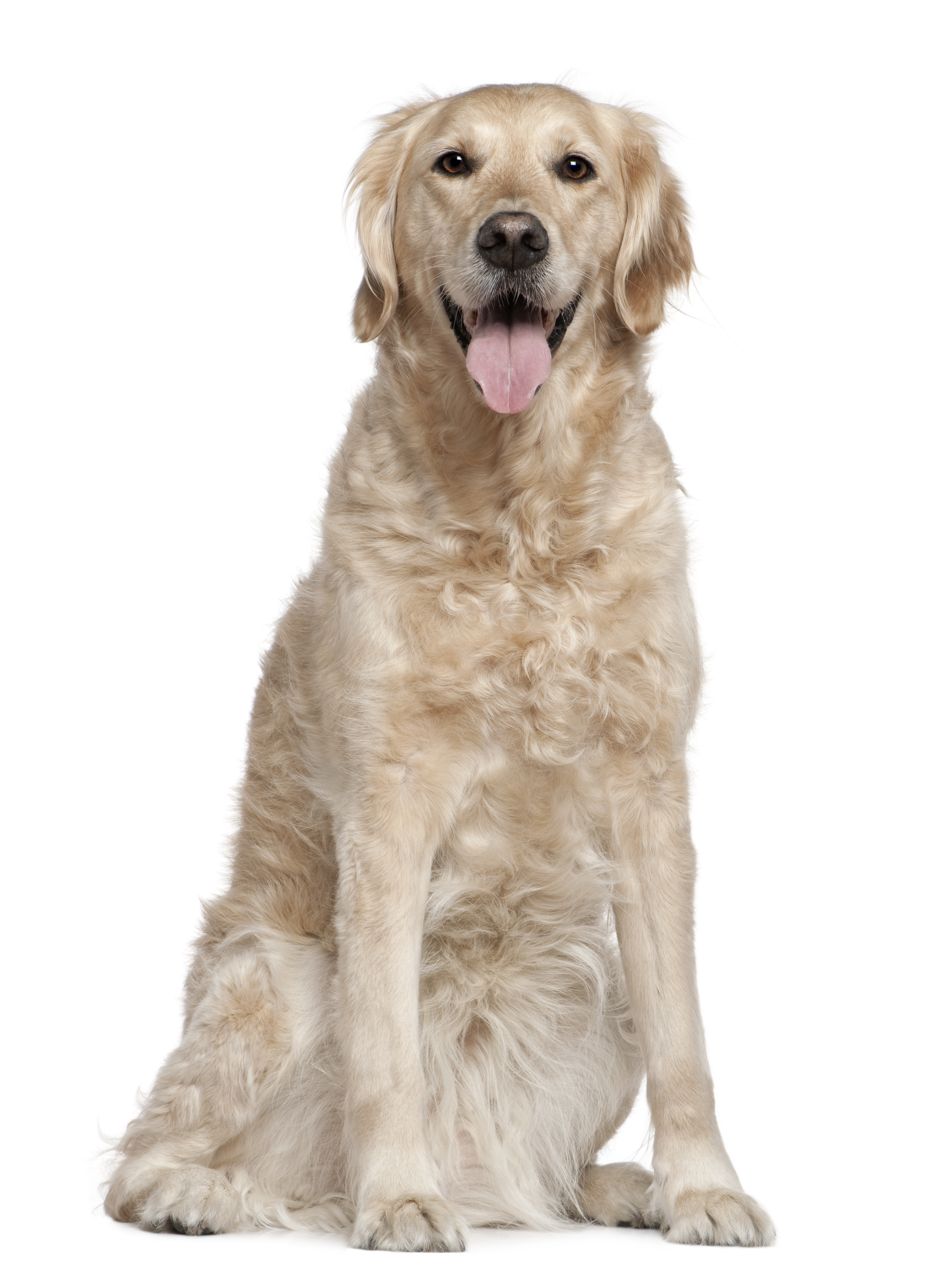 Sitzende trächtige Golden Retriever Hündin