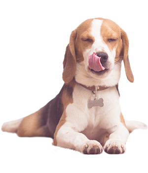 Beagle liegt mit geschlossenen Augen auf dem Boden und schleckt sich das Maul