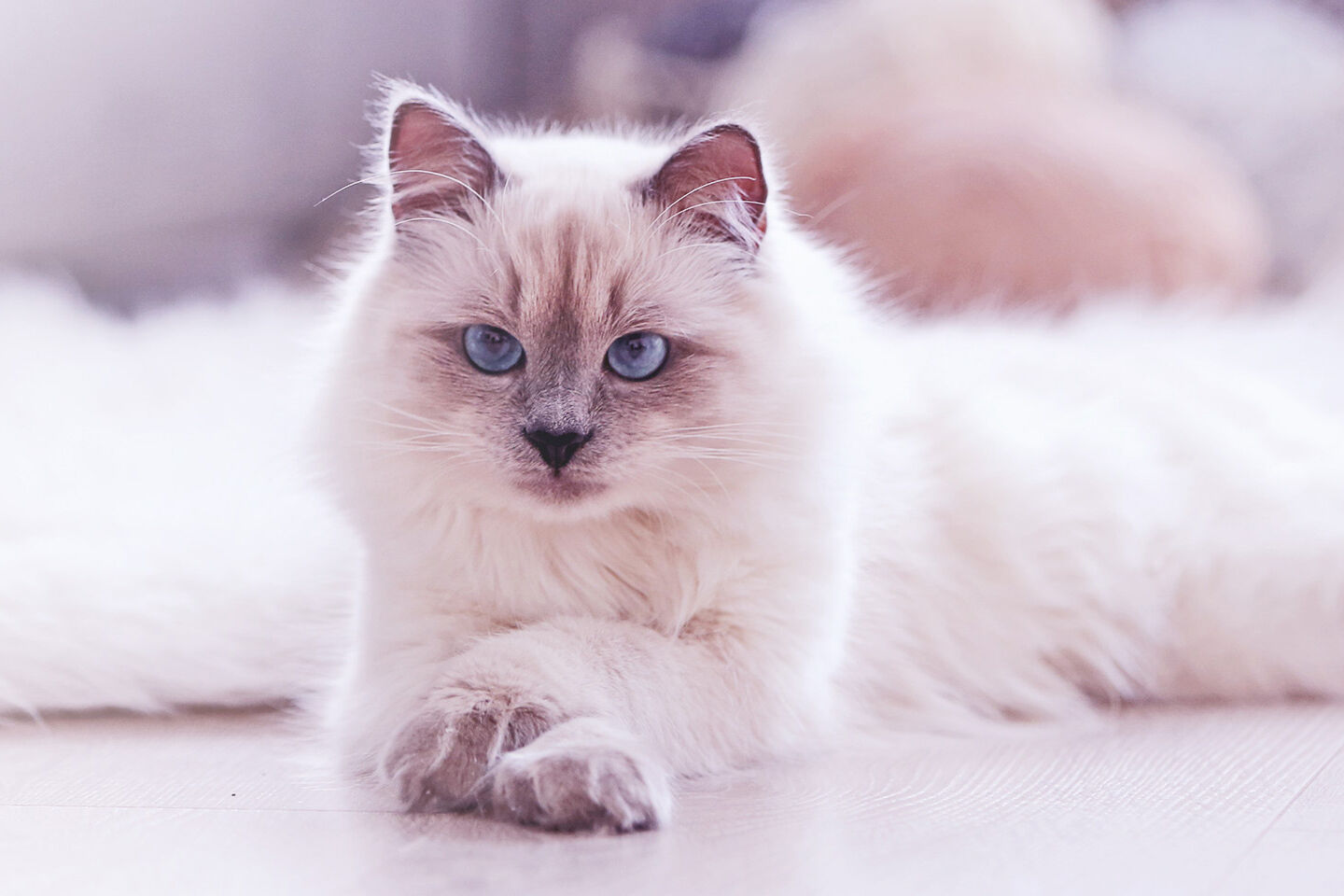 Hübsche Katze hat die Pfoten übereinander gelegt