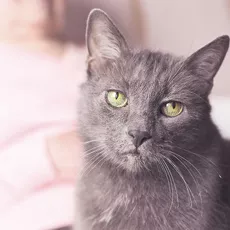 Eine graue Katze schaut schlecht gelaunt in die Kamera.