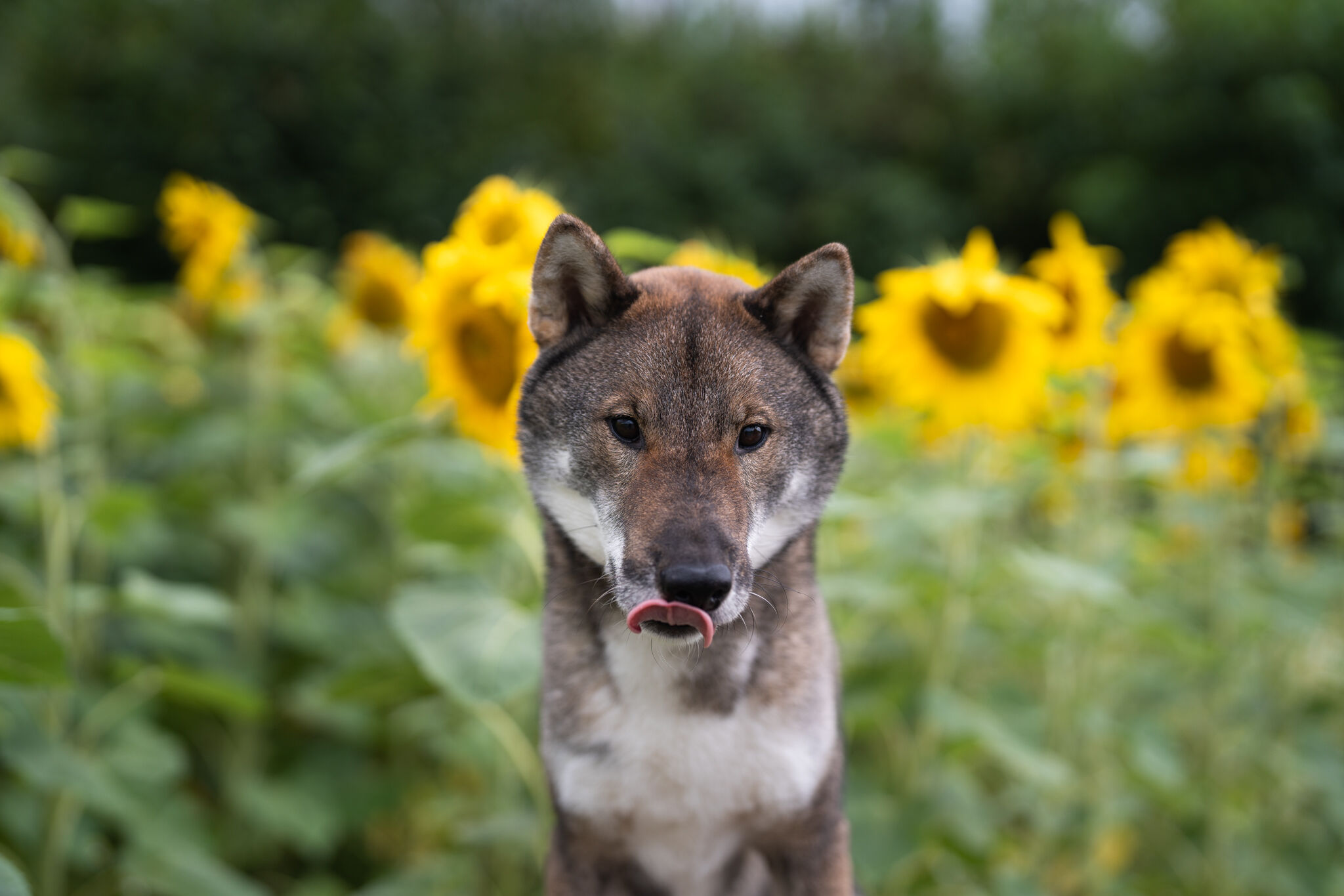 Odin steht vor einem Sonnenblumenfeld und schleckt sich das Maul