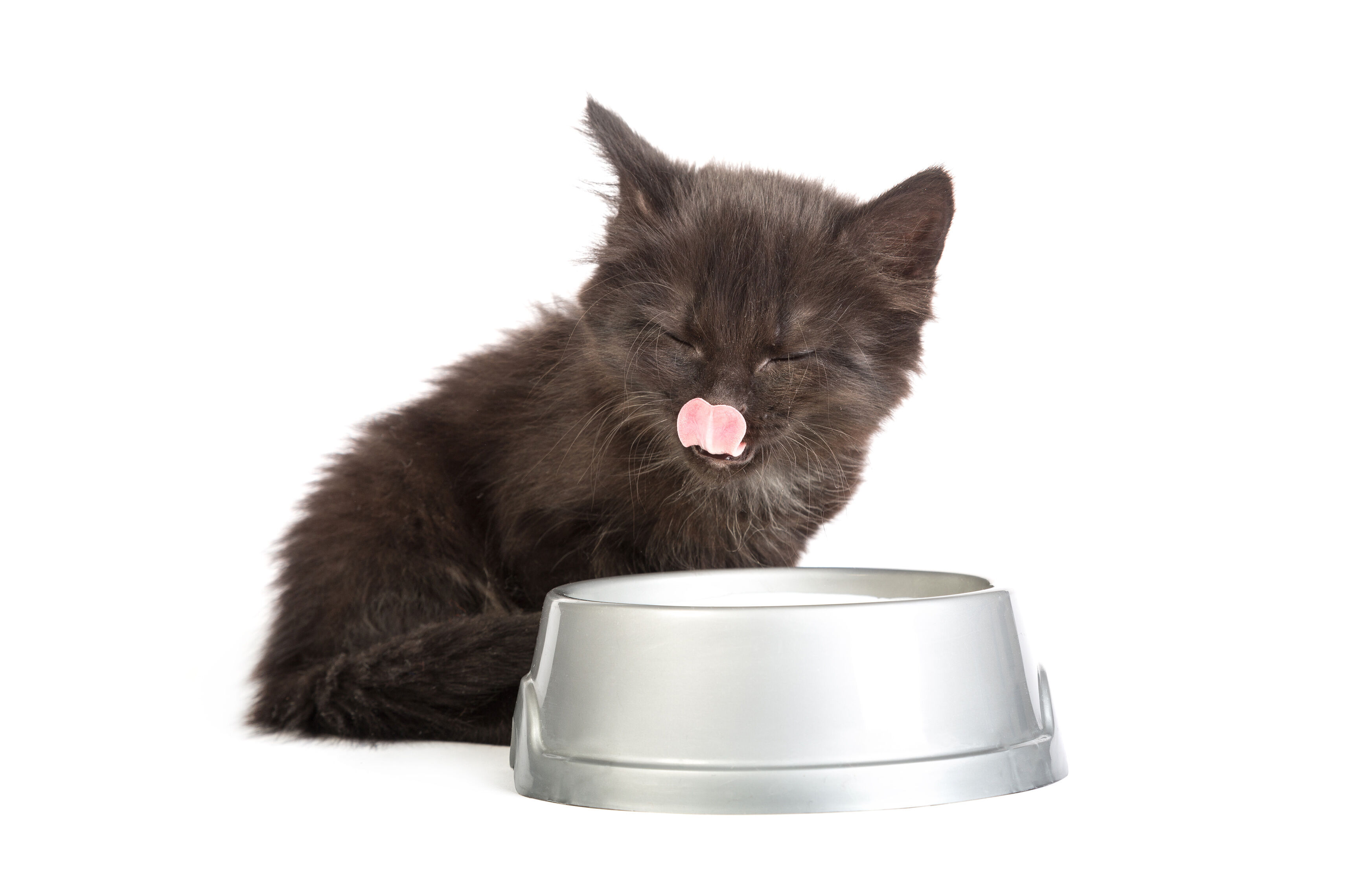 Schwarzes Kitten leckt sich das Maul nachdem es Wasser getrunken hat.