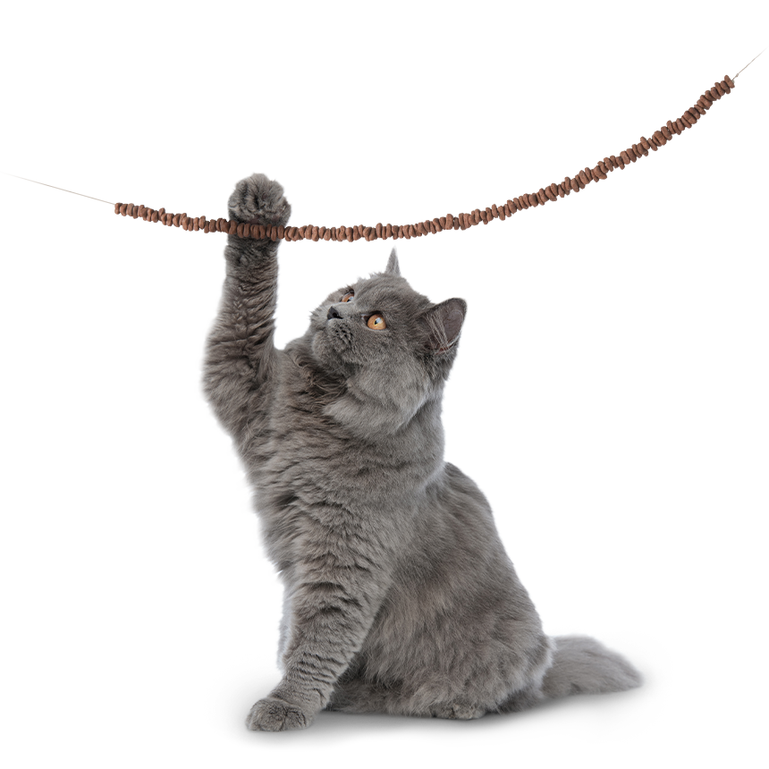 British Kurzhaar Kater hebt die rechte Vorderpfote, um sich an einer Schnur hängende Trockenfutterstücke zu schnappen