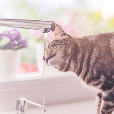 Eine Katze trinkt Wasser  von einem Wasserhahn in der Küche.