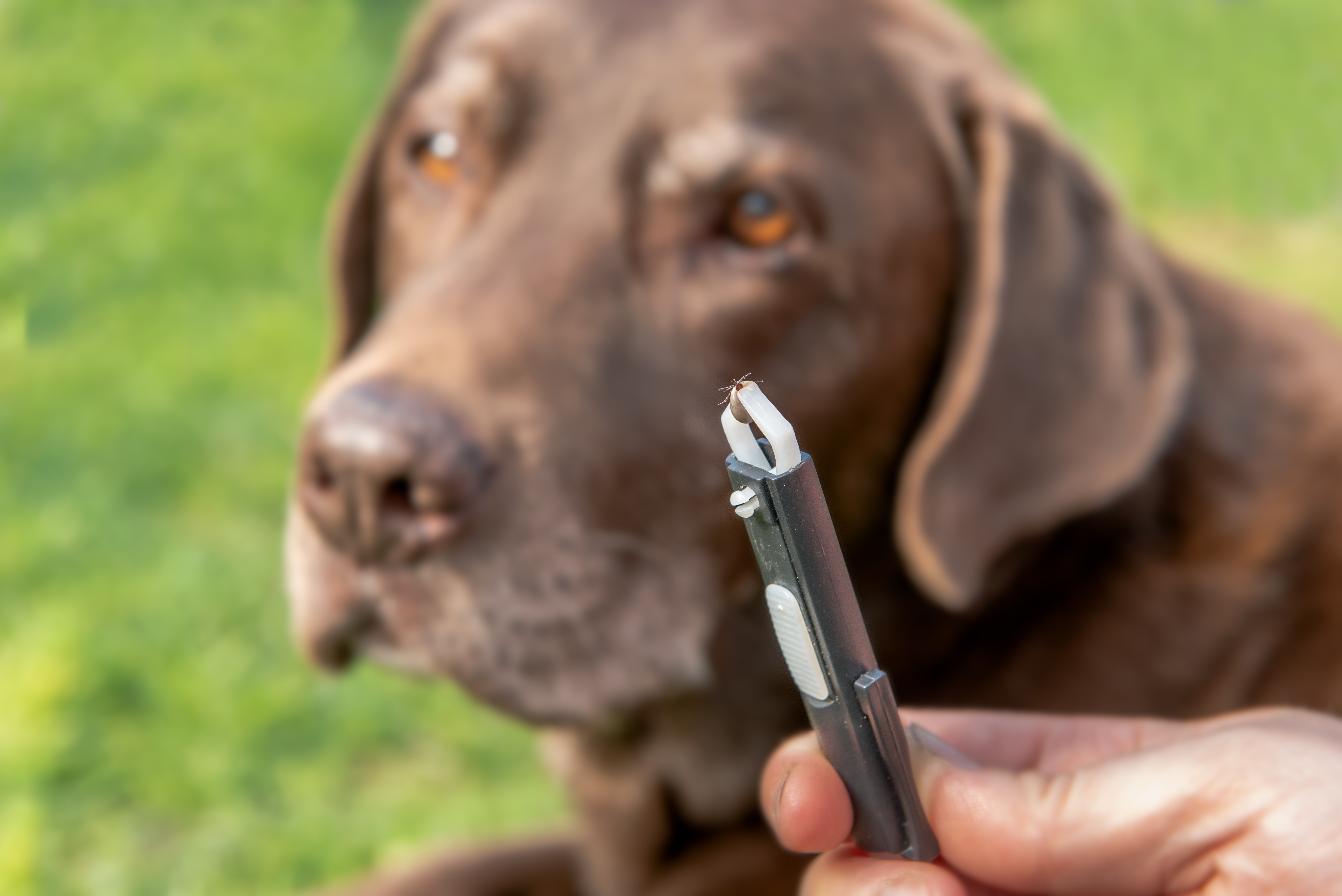 Einem braunen Labrador wird mit einer Zeckenzange eine Zecke entfernt