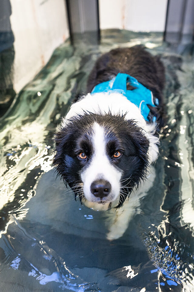 Eine Hund mit Arthrose bei der Wassertherapie