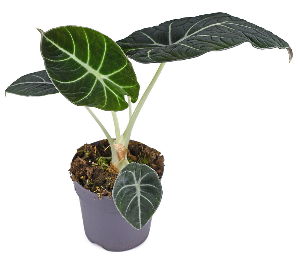 Die Zimmerpflanze Calathea ist giftig für Katzen