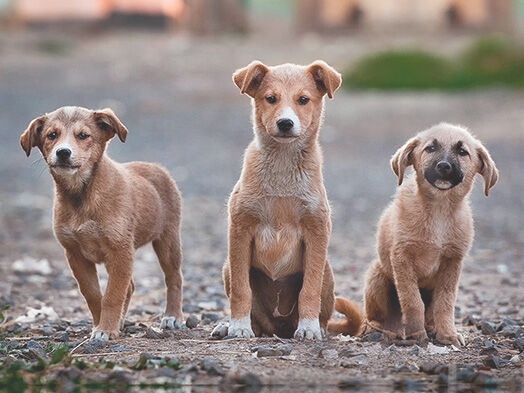 Drei junge Straßenhunde