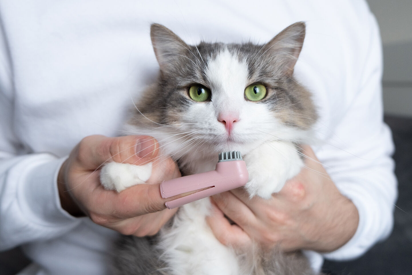 Eine Katze bekommt die Zähne geputzt