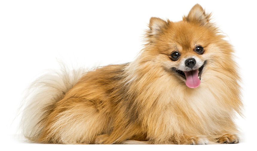 Ein kleiner, pelziger Hund liegt fröhlich mit ausgestreckter Zunge auf weißem Hintergrund und schaut direkt in die Kamera.