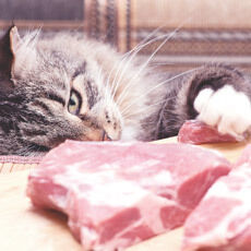 Eine Katze klaut ein Stück Fleisch vom Tisch.