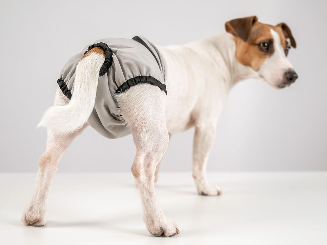 Ein mittelgroßer Hund trägt ein Läufigkeitshöschen