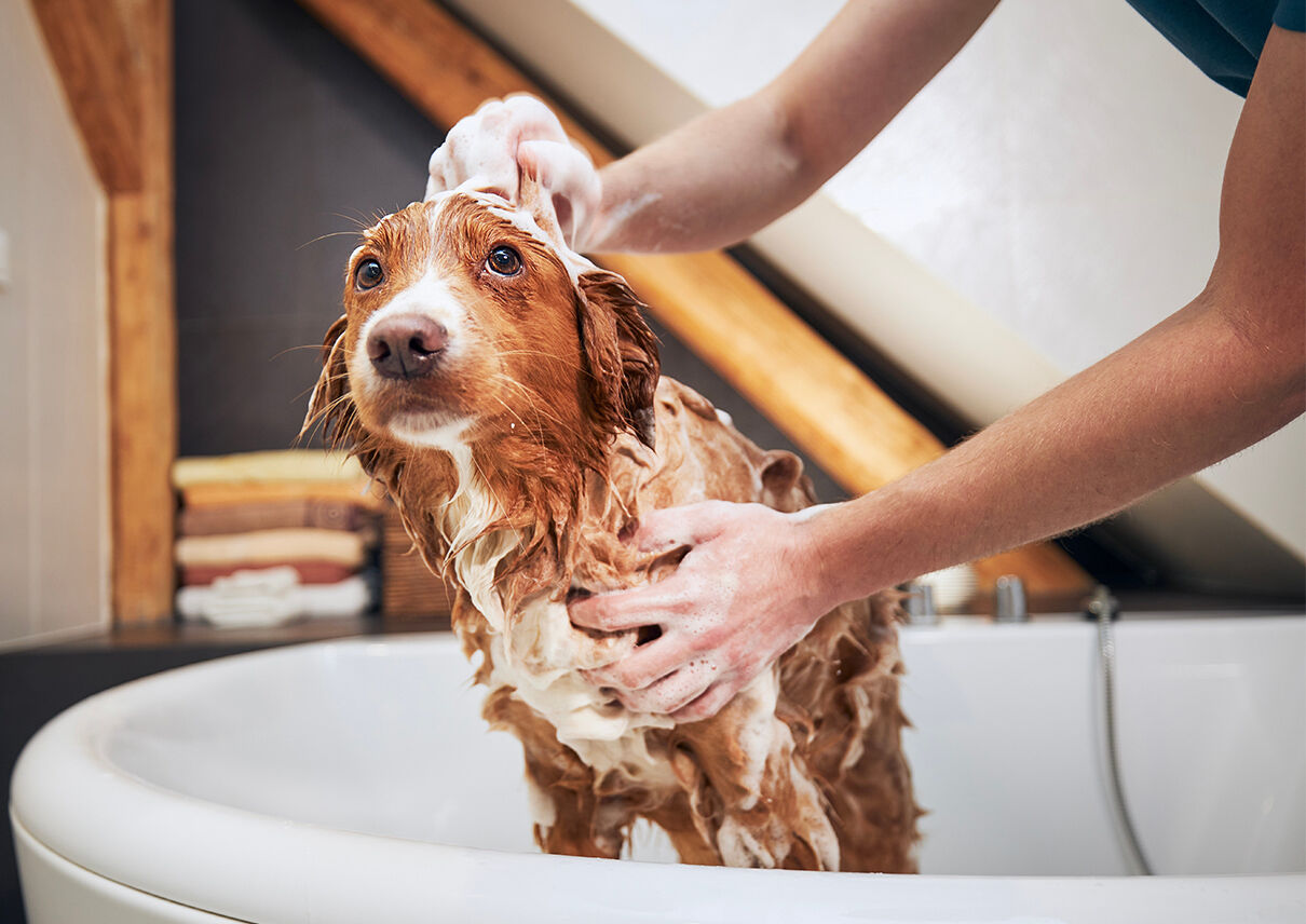 Ein Hund wird in einer Badewanne gebadet und mit Läuse-Shampoo eingeschäumt