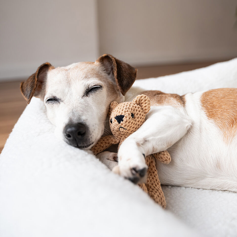 Eine scheinschwangere Hündin liegt mit Kuscheltier in ihrem Hundebett