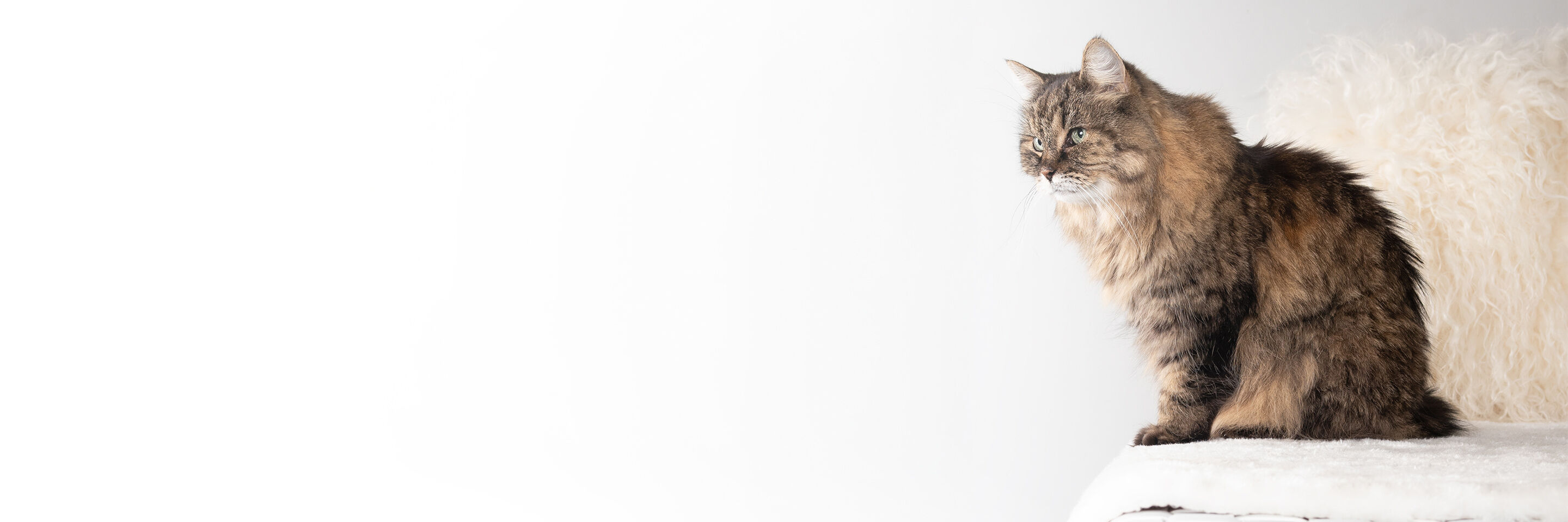 Eine hübsche Katze sitzt auf einem Teppich