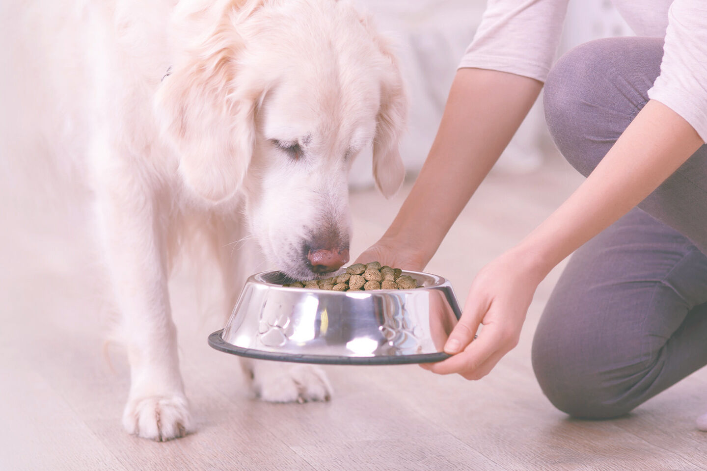 Golden Retriever bekommt eine Schüssel mit Trockenfutter zum Fressen