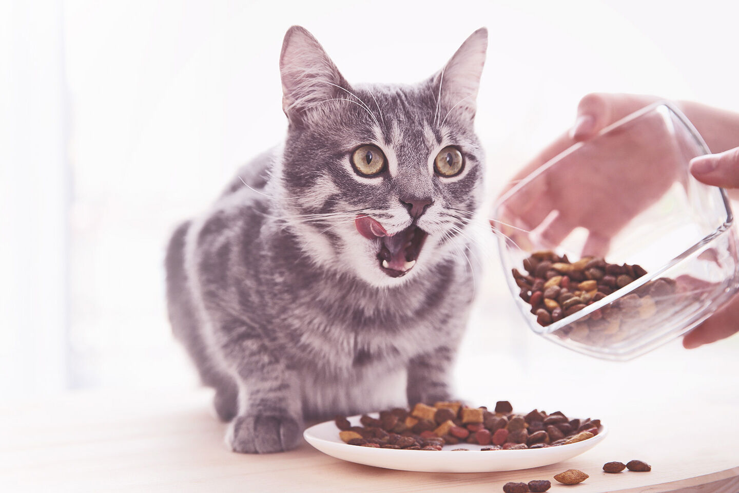 Graue Katze schleckt sich das Maul, während eine Person Trockenfutter auf einen Teller schüttet.