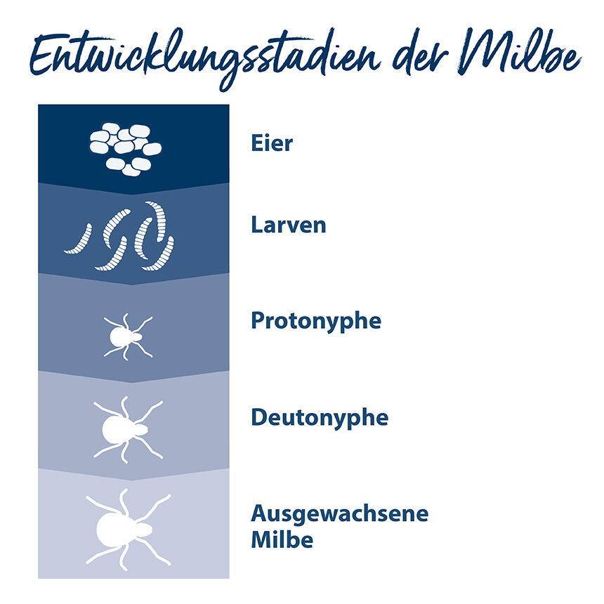 Infografik zur Darstellung der einzelnen Entwicklungsstadien einer Milbe