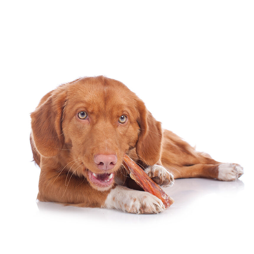 Ein brauner Hund liegt auf weißem Hintergrund und kaut an einem Kauknochen. Happydog ist eine Marke für Hundefutter und Snacks.